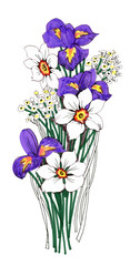 Painted bouquet of narcissuses and irises flowers on white background