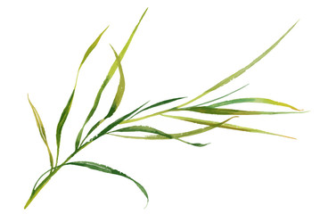 Beautiful hand-drawn green herbs illustration.
