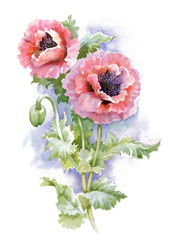 Watercolor blooming poppy flowers illustration.