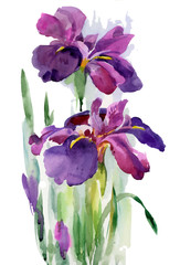 Watercolor blooming iris flowers illustration.