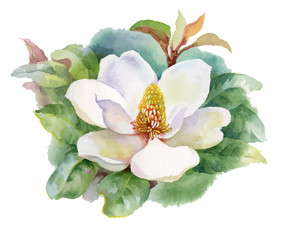 Fototapeta na wymiar Watercolor Summer blooming white magnolia flower.