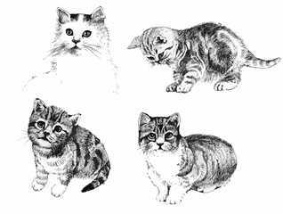 black and white cats and kittens inkn hand drawn illustration