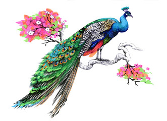 Watercolor drawing peacock on blooming tree branch on white background.