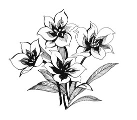 Black and white sketch of clematis flowers.