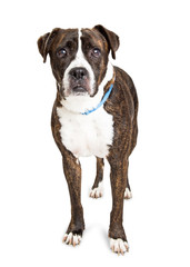 Attentive Boxer and Pit Bull Crossbreed Dog