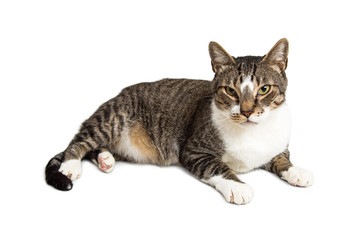 Beautiful Adult Cat Laying on White