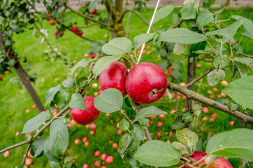 red apples on a tree. Red apples on apple tree branch. Ripe apples on the tree. apple orchard, ripe fruits hanging on branch. Apple Orchard