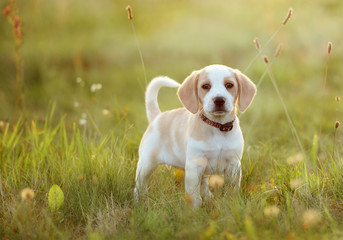 Cute beagle dog puppy