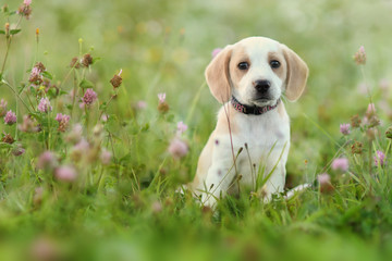 Cute beagle dog puppy - obrazy, fototapety, plakaty