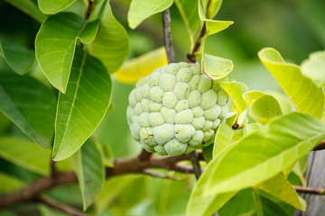 Custard apple fruit on green tree in the garden