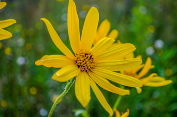 yellow daisy flower / Bright yellow rudbeckia or Black Eyed Susan flowers in the garden / Spring background with beautiful yellow flowers