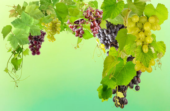 grappes de raisins et feuilles de vigne
