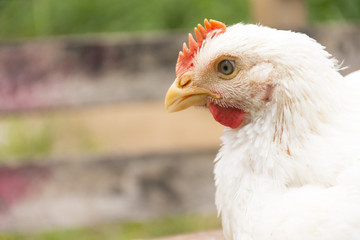  Chicken or Broiler chicken in animal welfare farm.Close up