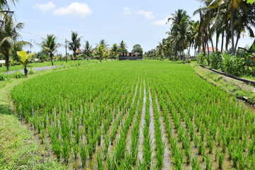 Fototapeta na wymiar Peaceful rice fields in Bali, Indonesia