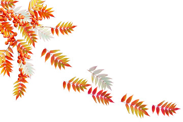 Colorful autumn foliage isolated on white background. Indian sum