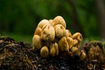 Mushrooms on a stump in the park after rain