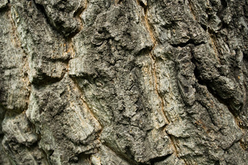 Texture of tree bark in the park