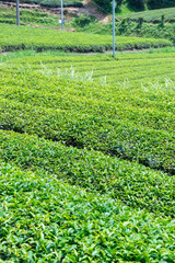 Tea plantation of Fuji-shi