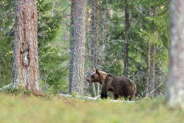 brown bear in forest. bear in taiga.