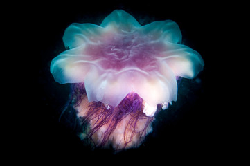 Naklejka premium Cyanea jellyfish swims in the dark