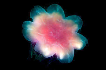 Fototapeta premium Cyanea jellyfish swims in the dark