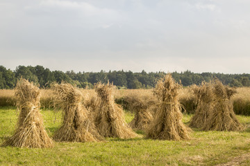 Sheaves of wheat harvest by hand in an old fashioned style dry 