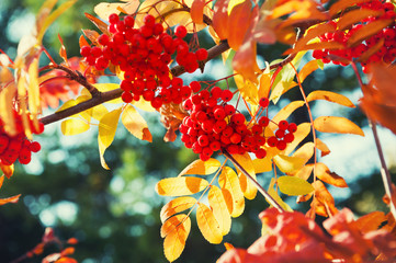 Autumn rowan tree with red berries
