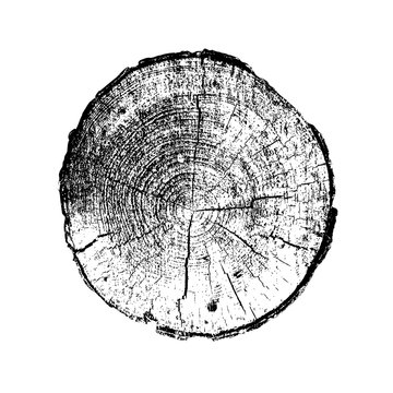 Tree ring, log, wood trunk. Black and white. Vector illustration EPS 10 isolated on white background