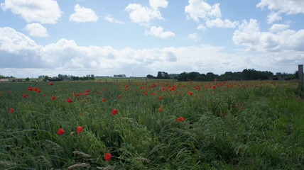La campagne Normande