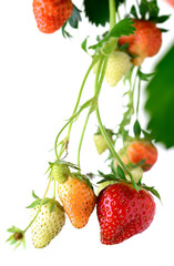 Strawberries-Growing-in-Sunlight