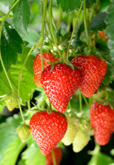 Strawberries-Growing-in-Sunlight