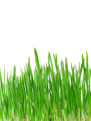Green Grass
