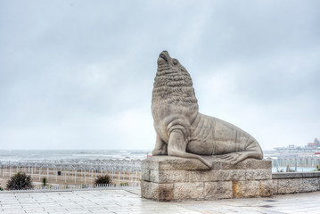 Sea Lion in Mar del Plata, Buenos Aires, Argentina - obrazy, fototapety, plakaty