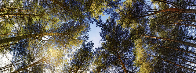 Vertorama with crowns of the pines against the sky. Wide panorama.