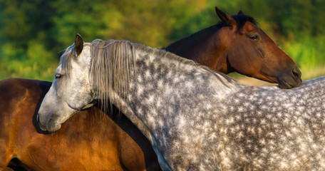 Two horse portrait on pasture