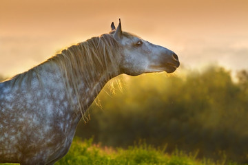 Fototapeta premium Grey horse with long mane portrait at sunset light