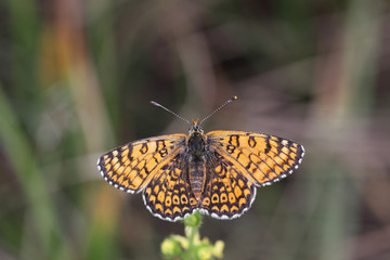 Butterfly shows off its beautiful wings