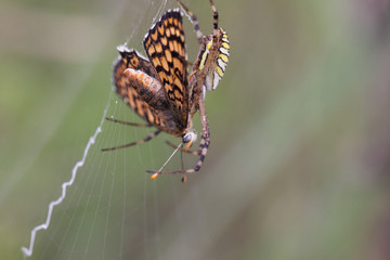 Poor butterfly still resists, but she's already doomed