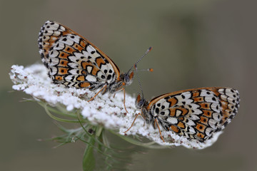 Two butterflies that sit on the umbrella yarrow