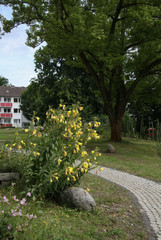Fototapeta na wymiar Stadtgarten in Wohnanlage