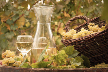 Obrazy na Plexi  sezon jesienny winnicy białego wina