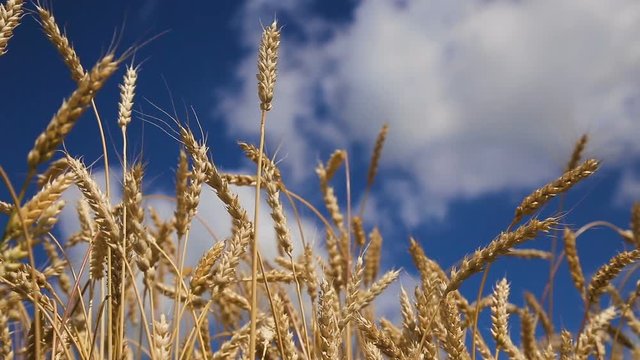 Ears of wheat on a background of blue sky and clouds.Ears of wheat.Grain field.Background of fresh spring Green yellow wheat field ears close up.Detail of a wheat field