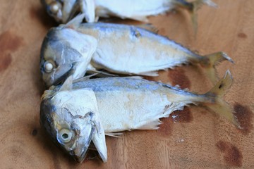 mackerel