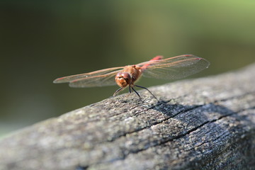 Libelle auf Baumstamm