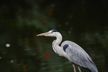 Graureiher / Fischreiher sitzend auf einen Ast im See