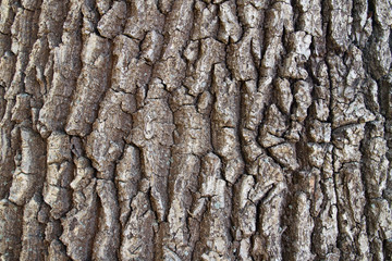 Textured background from bark of the oak tree. Dark wooden background