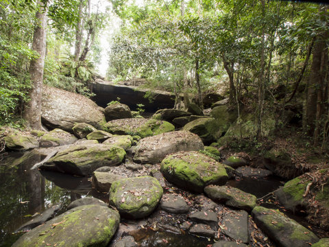 Fototapeta deep forest of Thailand