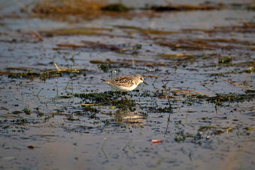 Little stint