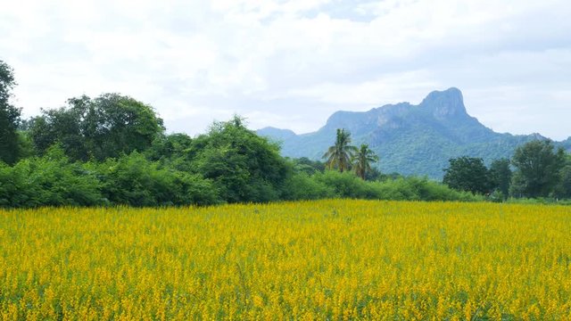 Panning shot of Sunhemp or Crotalaria juncea flower field with Khao Jeen Lae mountain background, Lopburi, Thailand