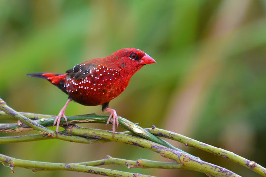 Red Avadavat Bird
